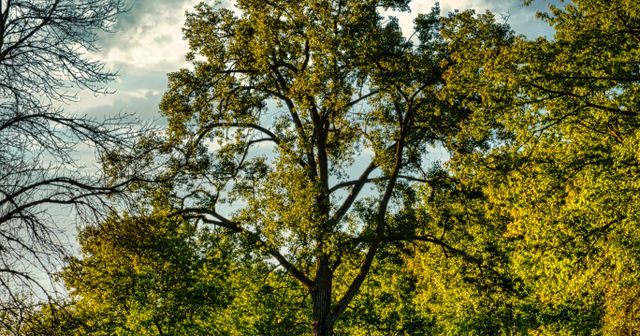 Does Homeowners Insurance Cover Gold at Home? Sublimits and Real Options