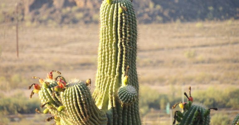 Sales Tax on Gold and Silver Bullion in Arizona